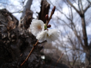 桜開花 桜開花