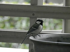 シジュウカラ