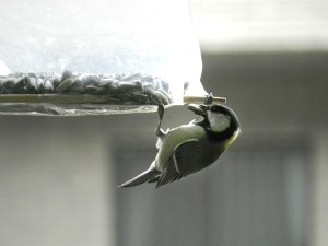 ヒマワリの種を取ったシジュウカラ