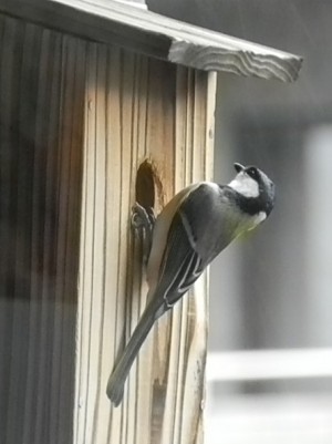 巣箱に取り付くシジュウカラ2