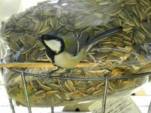 シジュウカラと餌袋