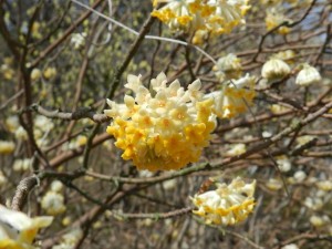 ミツマタの花