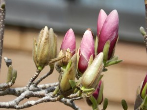 芽吹く木蓮