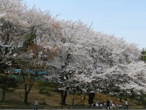 桜満開の近所の公園