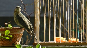 ミカンを取れないヒヨドリ