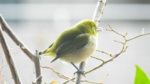 寒メジロ