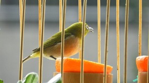 食事中のメジロ