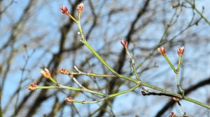 桜の蕾