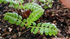 山椒の新芽