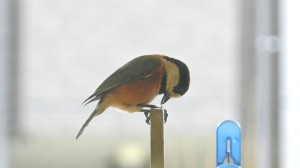 食事中のヤマガラ