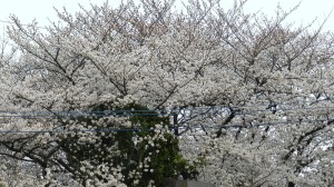 桜満開