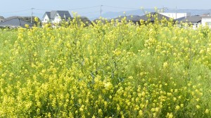 満開の菜の花畑