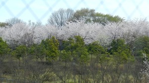 北部病院隣接公園の桜