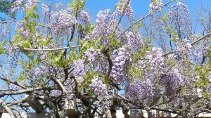 咲き始めの藤の花