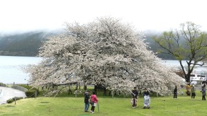 箱根園のオオシマザクラ
