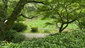 生田緑地の菖蒲はまだ