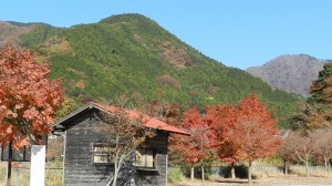 丹沢湖の紅葉