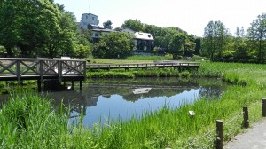 東京都神代植物公園水生植物園