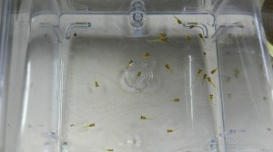 グッピーの稚魚群