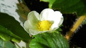 苺の花