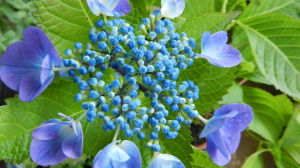 紫陽花