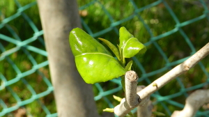 ヤブツバキの新芽