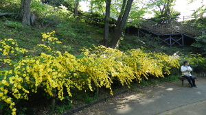 久しぶりの東高根森林公園