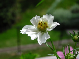 コスモスに白い花