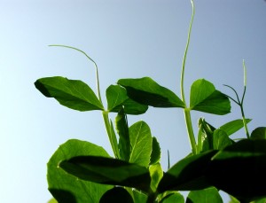 空に向かって 空に向かって