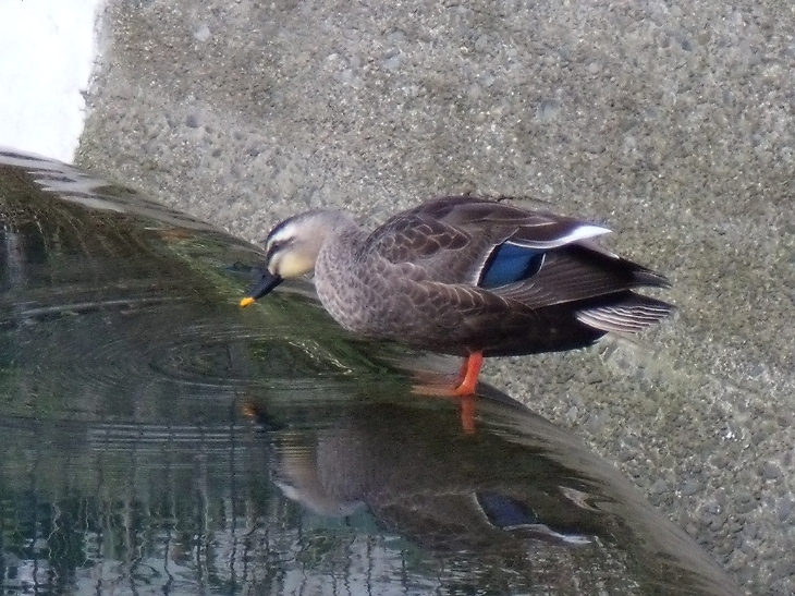 水鳥～久地円筒分水にて