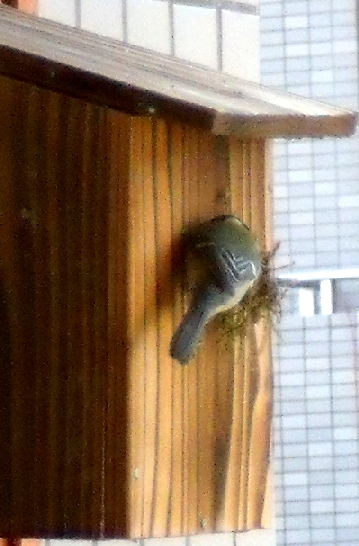 銜えきれないほどの草を運んできて巣箱に入ろうと悪戦苦闘するシジュウカラ
