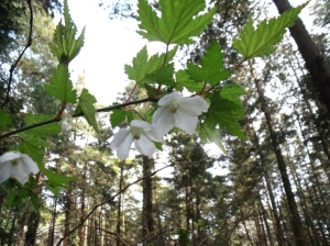 下を向いて咲く花 下を向いて咲く花