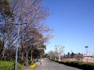 等々力緑地の桜